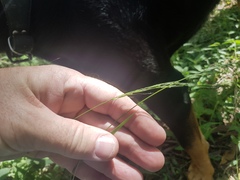 Microlaena stipoides