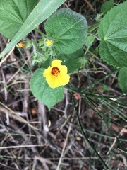 Pavonia argentina