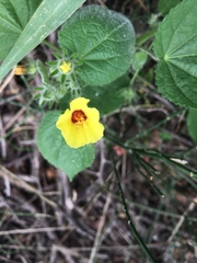 Pavonia argentina