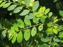 Phyllanthus tenellus