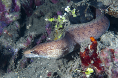 Gymnothorax zonipectis