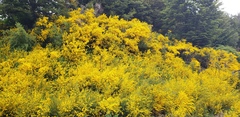 Cytisus