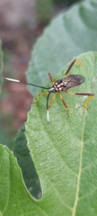 Holhymenia histrio