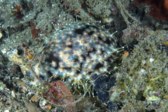 Cypraea tigris