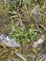 Pseudopanax colensoi