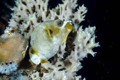 Arothron nigropunctatus