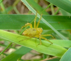 Oxyopes punctatus