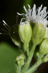 Fleischmannia sonorae