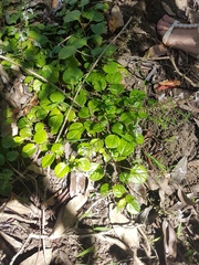 Plectranthus verticillatus