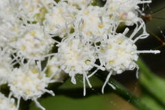 Fleischmannia sonorae