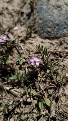 Spergularia bocconei