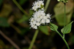 Fleischmannia sonorae