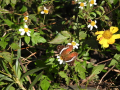 Anartia fatima colima