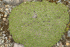 Azorella monantha