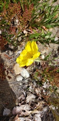 Oenothera stricta