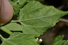 Fleischmannia sonorae