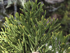Halocarpus bidwillii