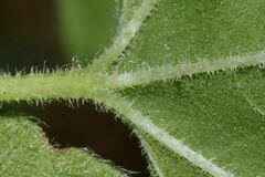 Fleischmannia sonorae