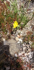 Oenothera stricta