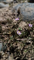 Spergularia bocconei