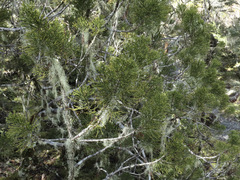 Halocarpus bidwillii