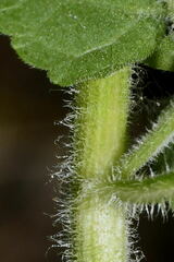 Fleischmannia sonorae