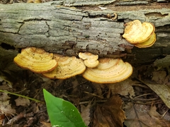 Mycorrhaphium adustum
