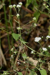 Fleischmannia sonorae