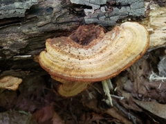 Mycorrhaphium adustum