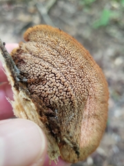 Mycorrhaphium adustum