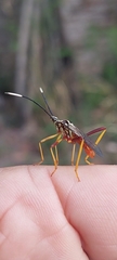 Holhymenia histrio