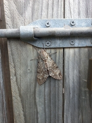 Psilogramma casuarinae