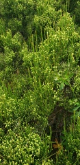 Ephedra chilensis