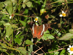 Anartia fatima colima