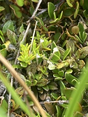 Coprosma atropurpurea