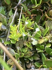 Coprosma atropurpurea