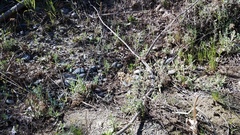 Spergularia bocconei