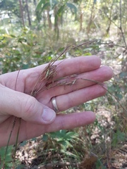 Cymbopogon refractus