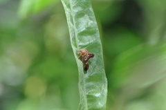 Telamonini