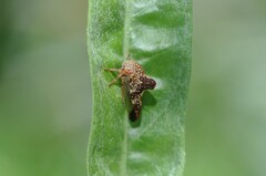 Telamonini