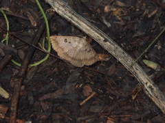 Blasticorhinus rivulosa