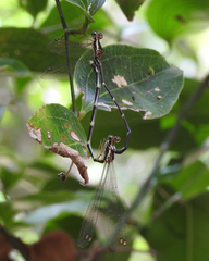 Episynlestes albicaudus