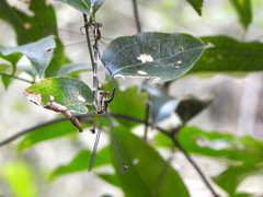 Episynlestes albicaudus