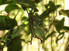 Episynlestes albicaudus