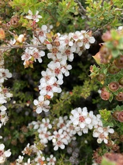 Leptospermum scoparium