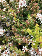 Leptospermum scoparium