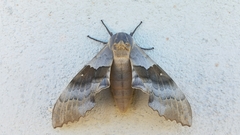 Pachysphinx occidentalis
