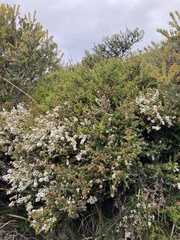 Leptospermum scoparium