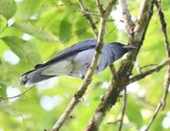 Coracina macei larutensis