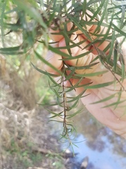 Melaleuca linariifolia